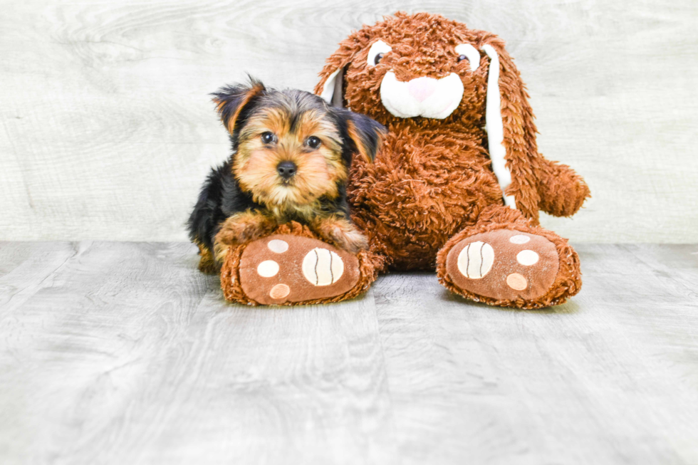 Meet Snickers - our Yorkshire Terrier Puppy Photo 