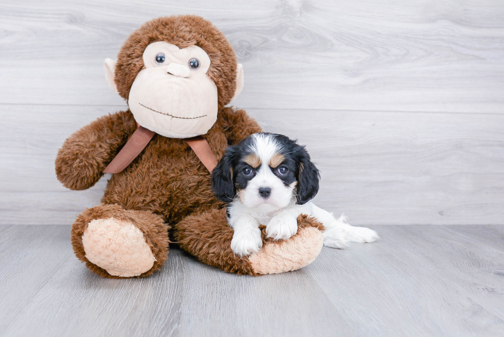 Best Cavalier King Charles Spaniel Baby