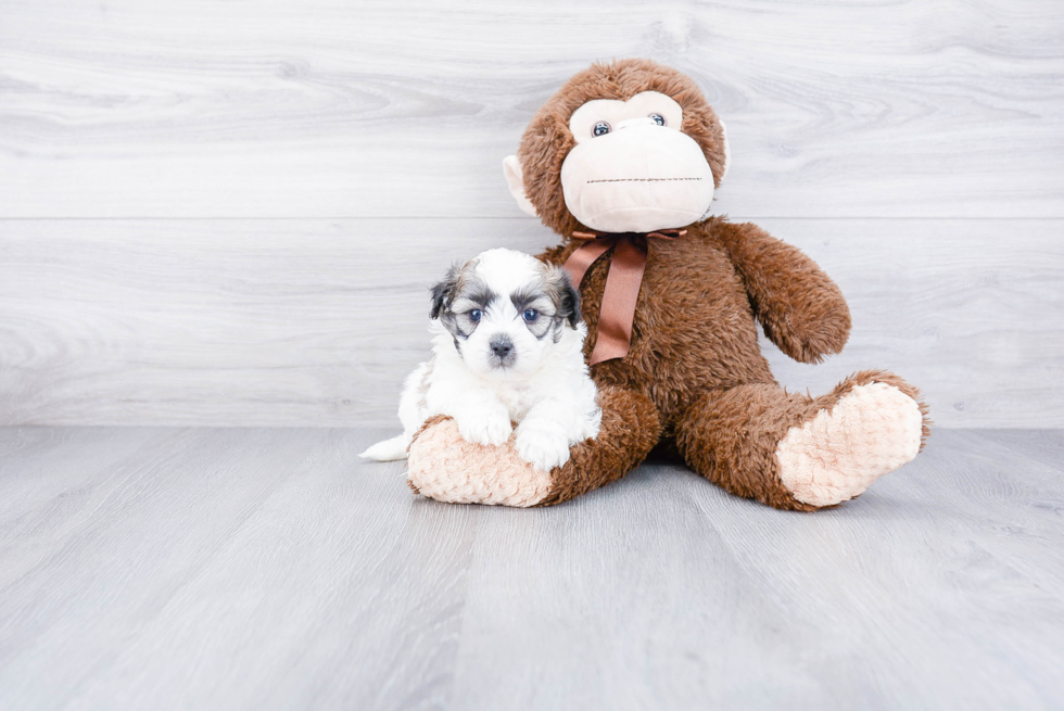 Teddy Bear Pup Being Cute