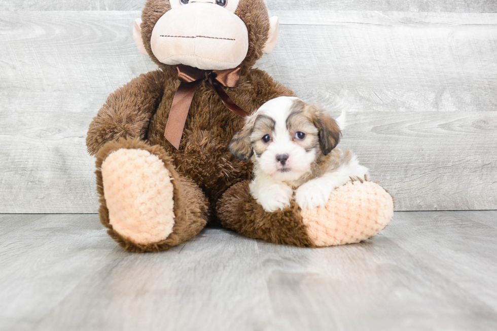 Teddy Bear Puppy for Adoption