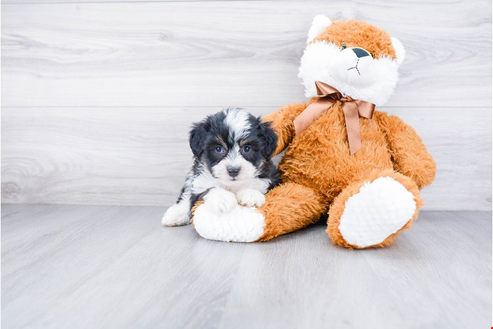 Best Mini Aussiedoodle Baby