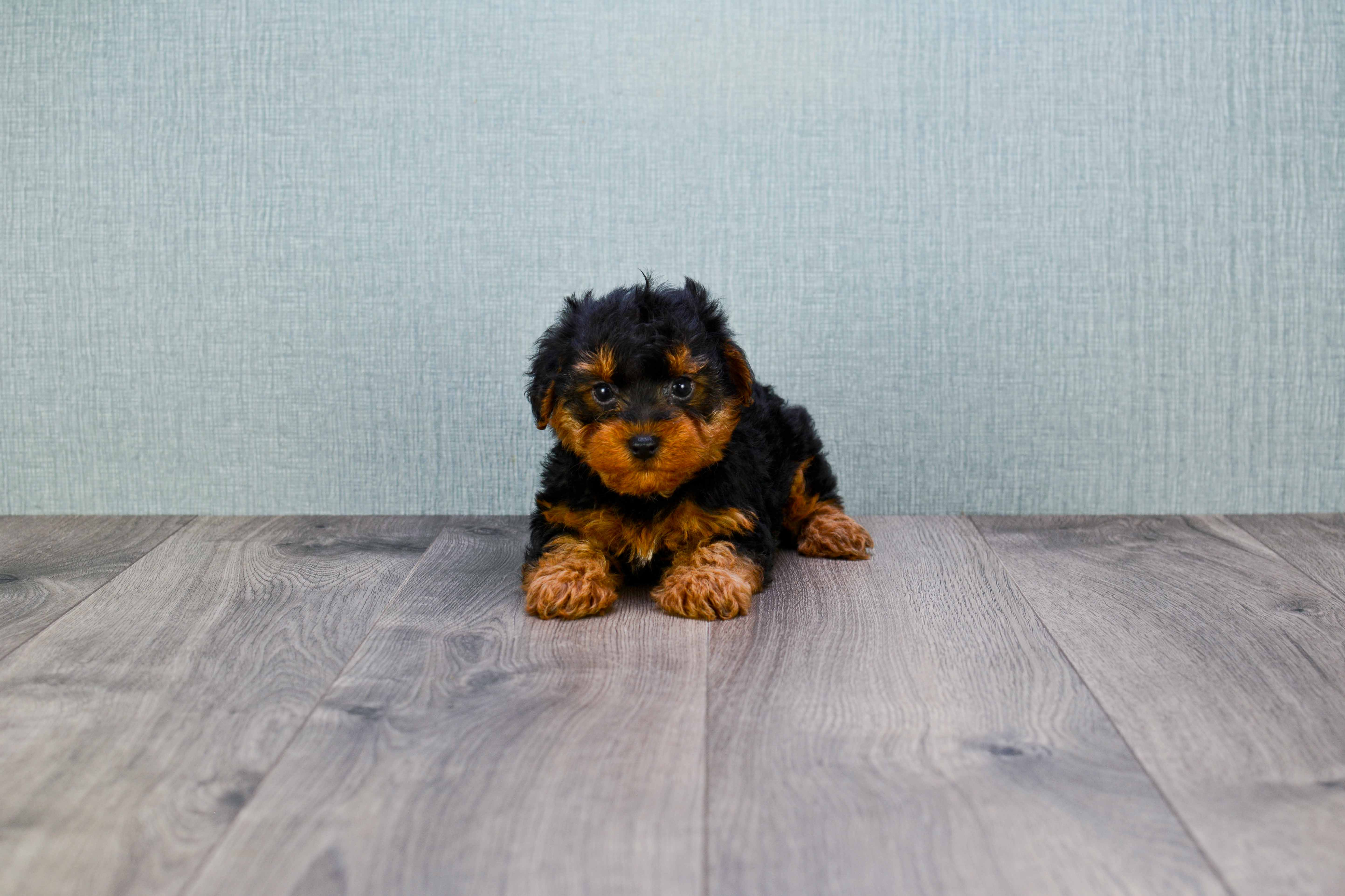 Fluffy Yorkie Poo Poodle Mix Pup