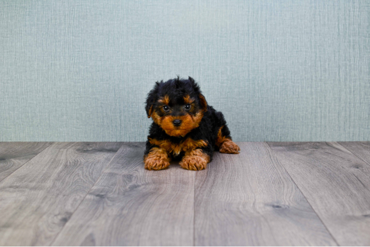 Fluffy Yorkie Poo Poodle Mix Pup