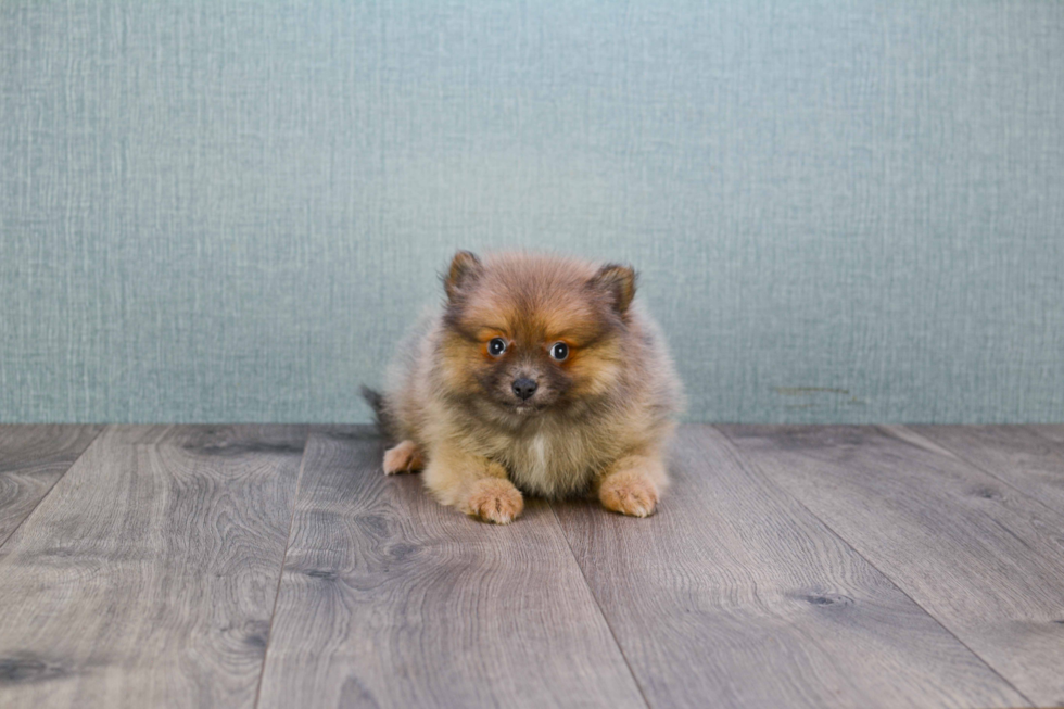 Small Pomeranian Purebred Pup