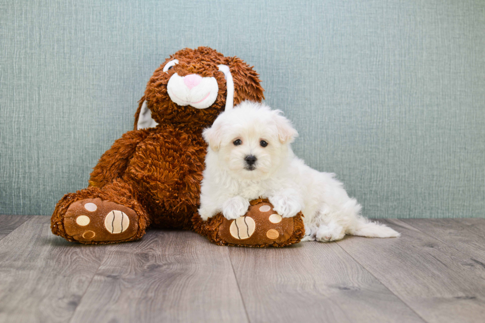 Maltese Pup Being Cute