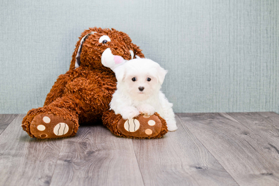 Playful Maltese Purebred Pup