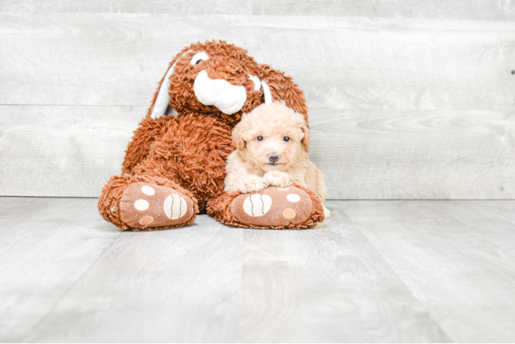 Popular Maltipoo Poodle Mix Pup