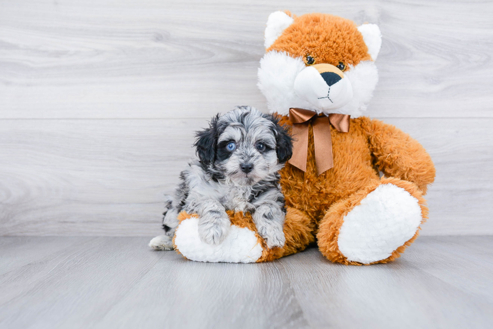 Mini Aussiedoodle Puppy for Adoption