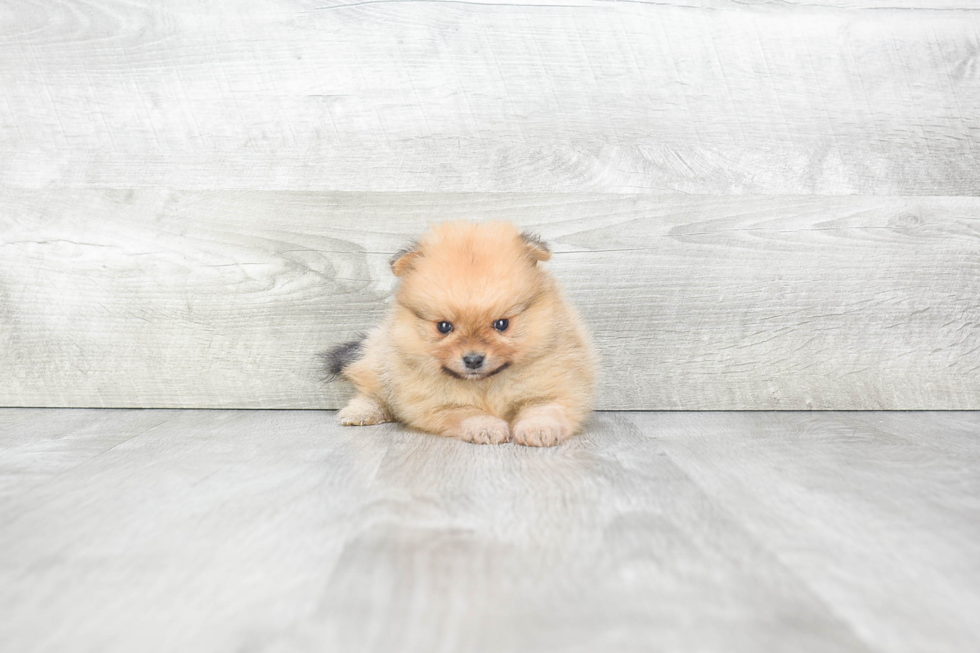 Pomeranian Puppy for Adoption