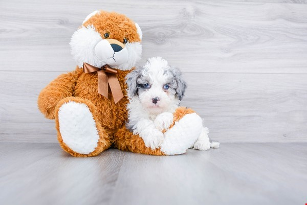 Mini Sheepadoodle Puppy for Adoption