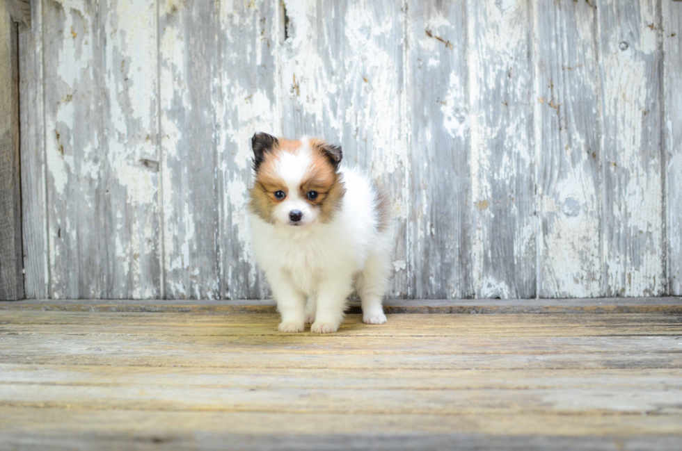 Akc Registered Pomeranian Baby