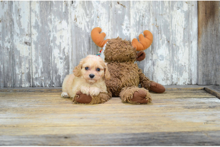 Cavachon Pup Being Cute