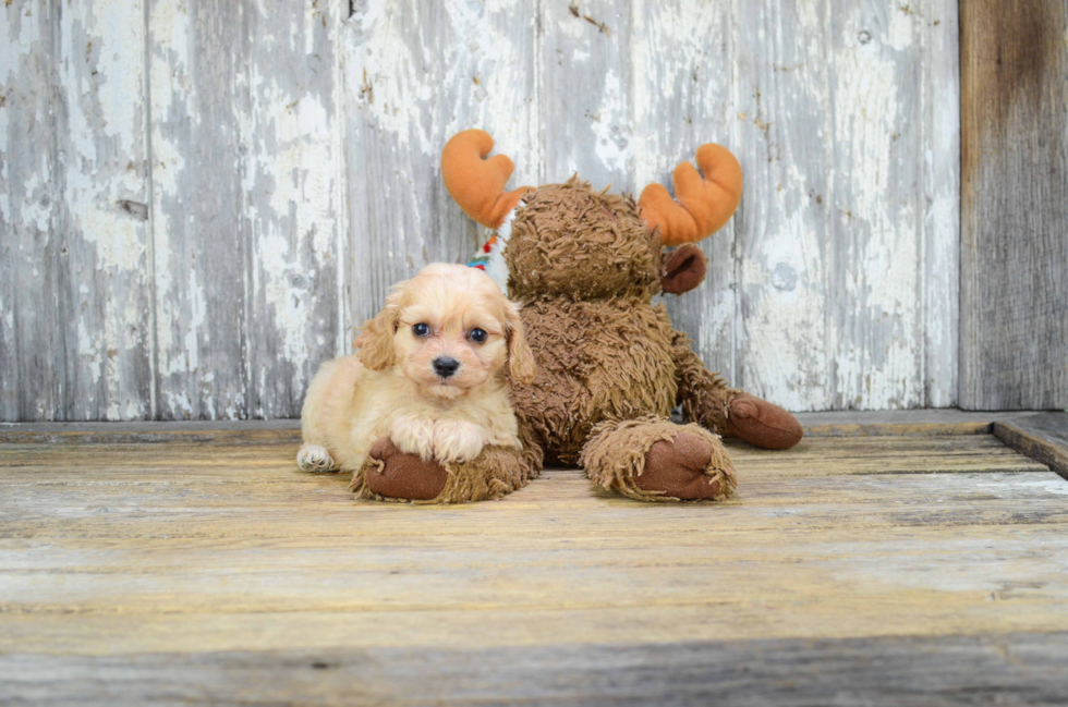 Cavachon Pup Being Cute