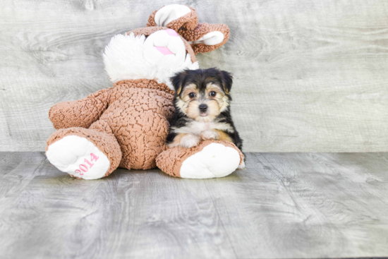 Little Yorkie Designer Puppy