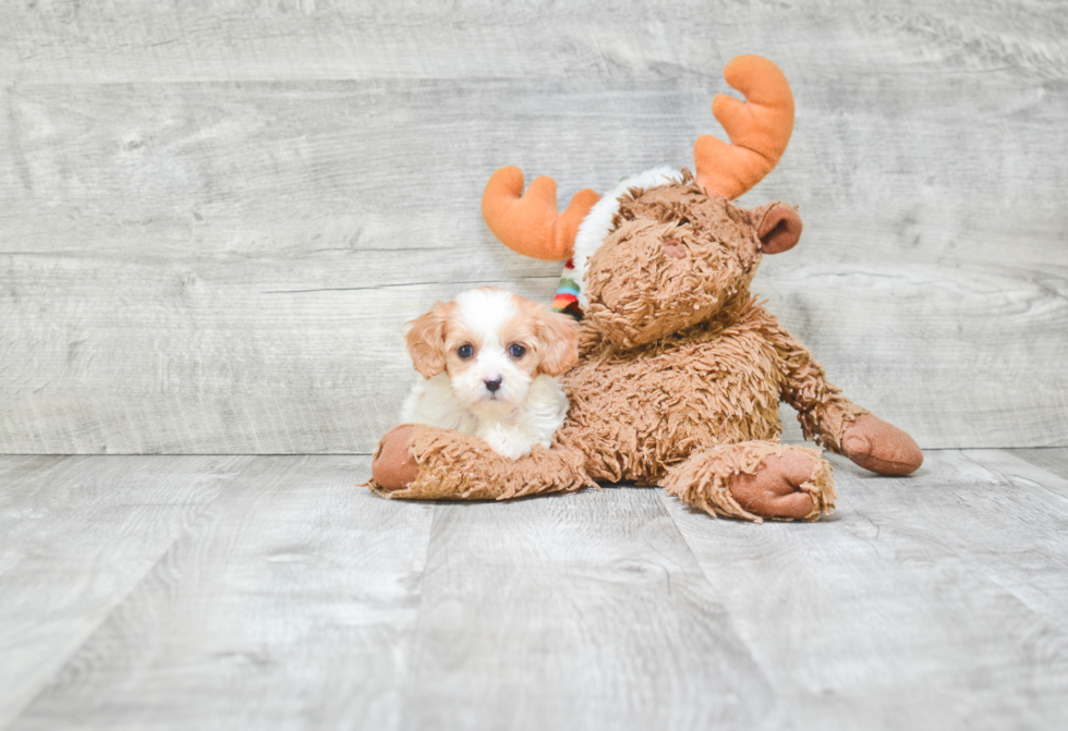 Energetic Cavoodle Poodle Mix Puppy