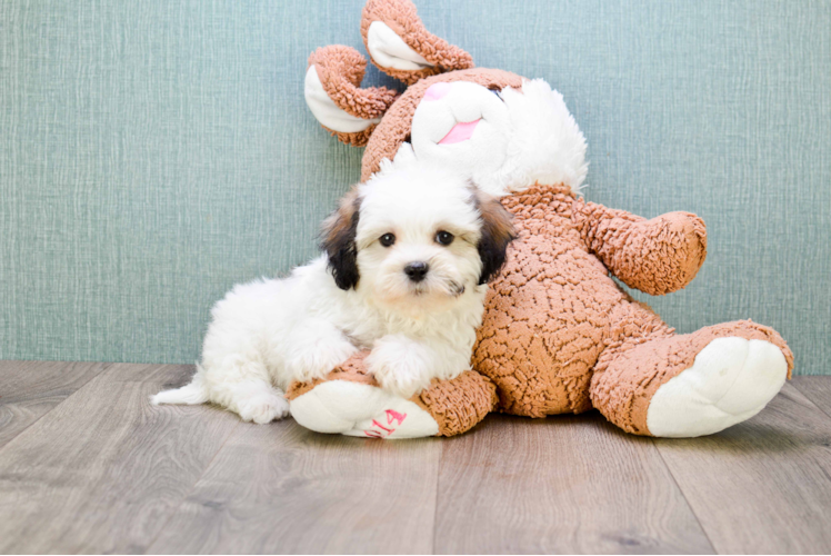 Adorable Shichon Designer Puppy