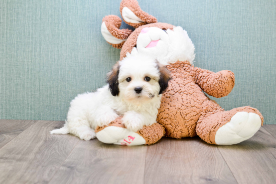 Adorable Shichon Designer Puppy