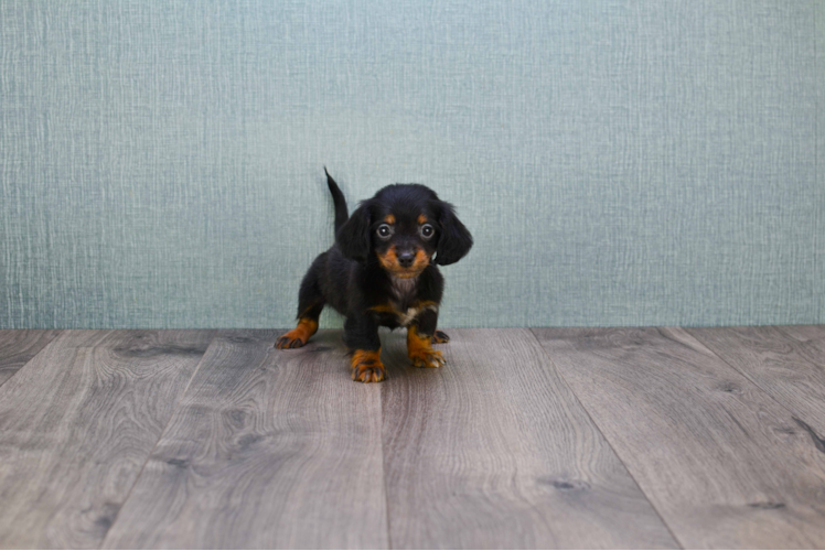 Cute Dachshund Purebred Puppy