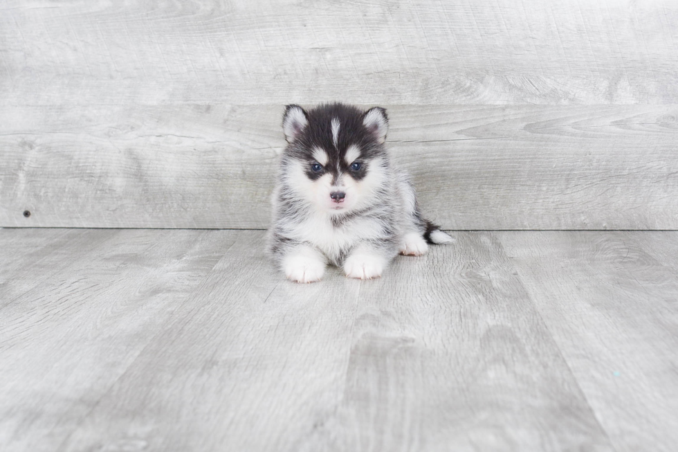 Best Pomsky Baby