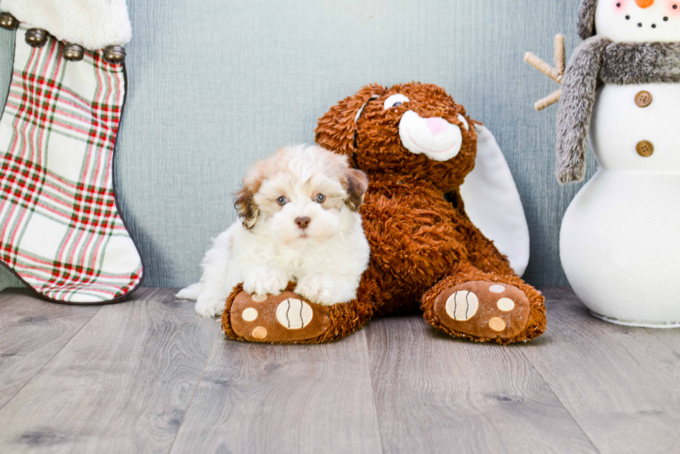 Funny Havanese Purebred Pup