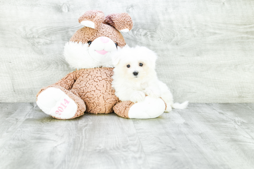 Maltese Puppy for Adoption