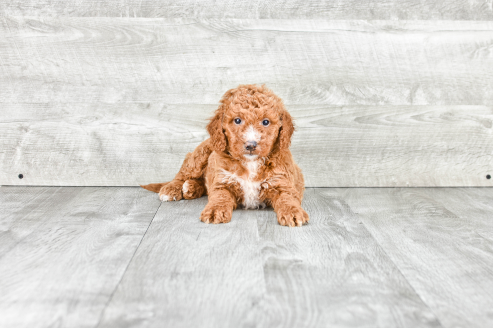 Hypoallergenic Golden Retriever Poodle Mix Puppy