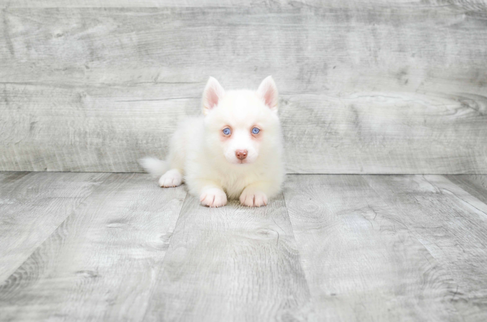 Pomsky Pup Being Cute