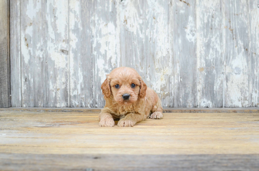 Cavapoo Pup Being Cute