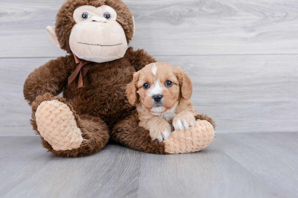 Cavapoo Puppy for Adoption