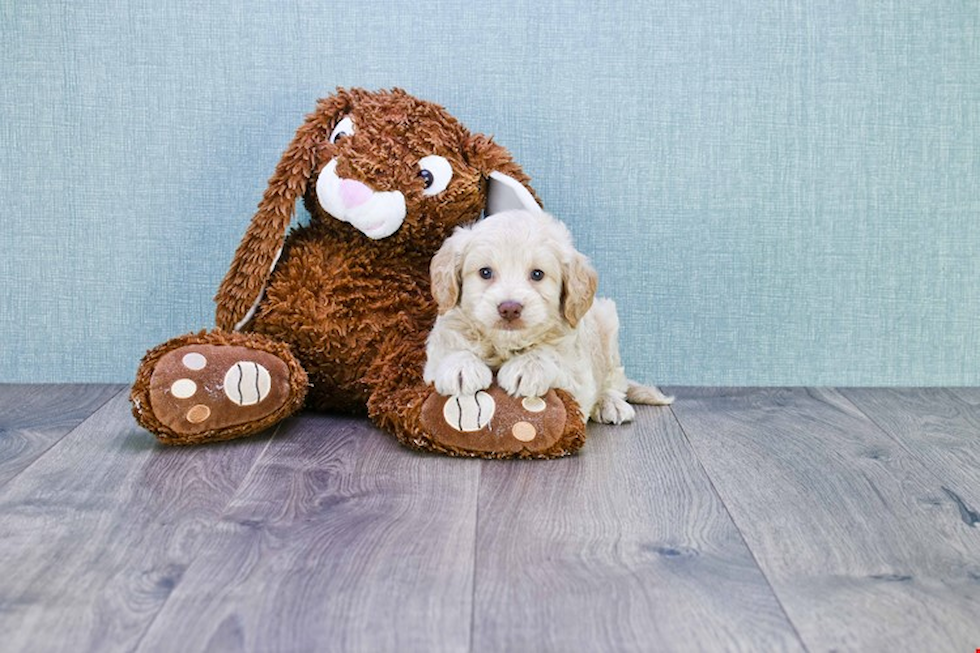 Best Mini Goldendoodle Baby