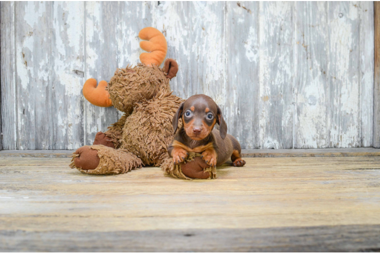 Cute Dachshund Purebred Pup