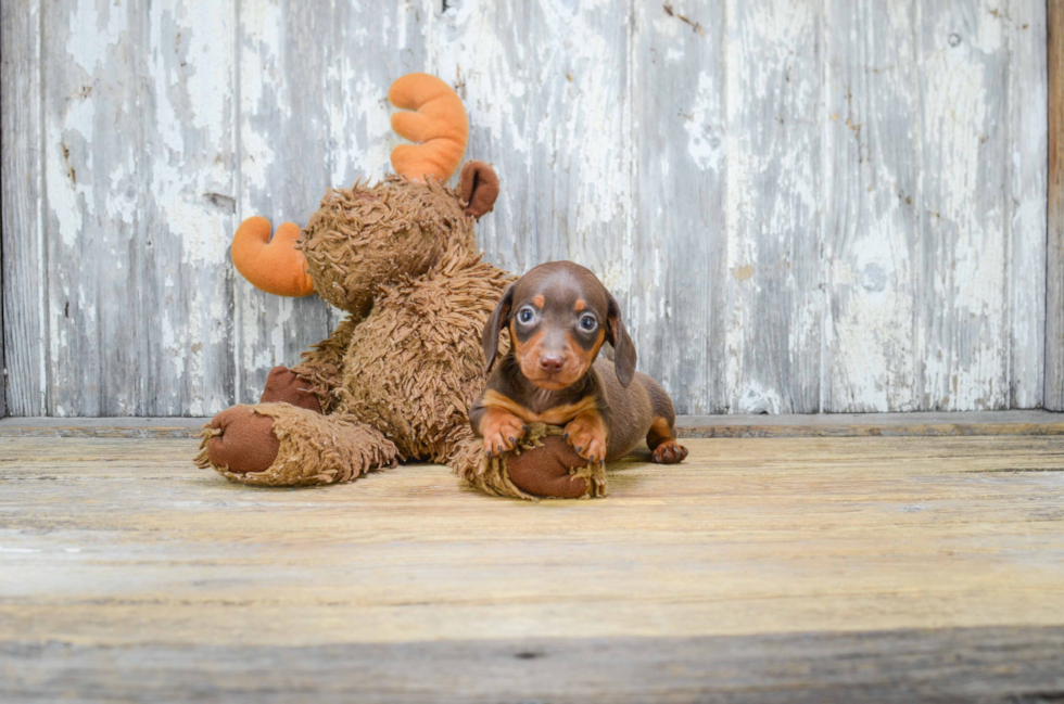 Cute Dachshund Purebred Pup