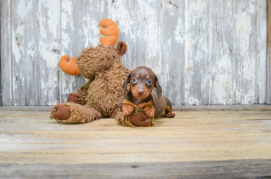 Cute Dachshund Purebred Pup