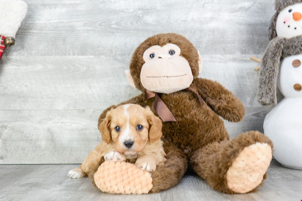 Fluffy Cavapoo Poodle Mix Pup