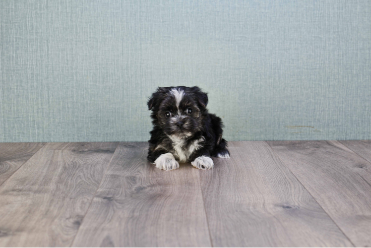 Morkie Puppy for Adoption