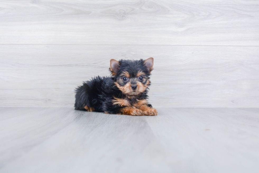 Meet Steph - our Yorkshire Terrier Puppy Photo 
