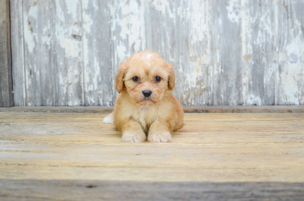 Popular Cavachon Designer Pup