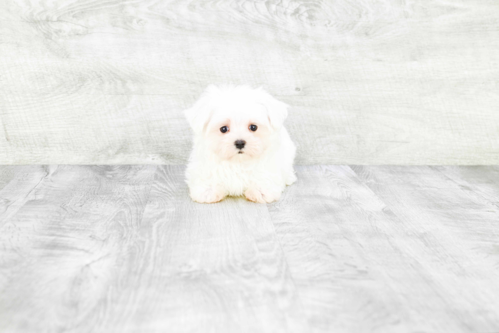 Funny Maltese Purebred Pup