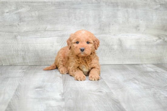 Small Mini Goldendoodle Baby