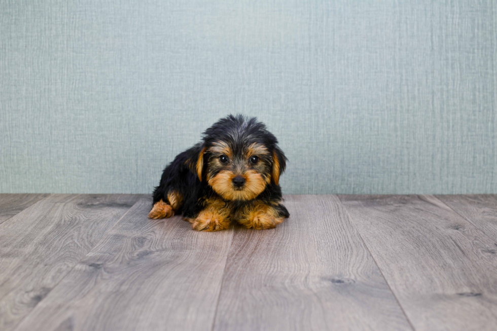 Meet Snickers - our Yorkshire Terrier Puppy Photo 