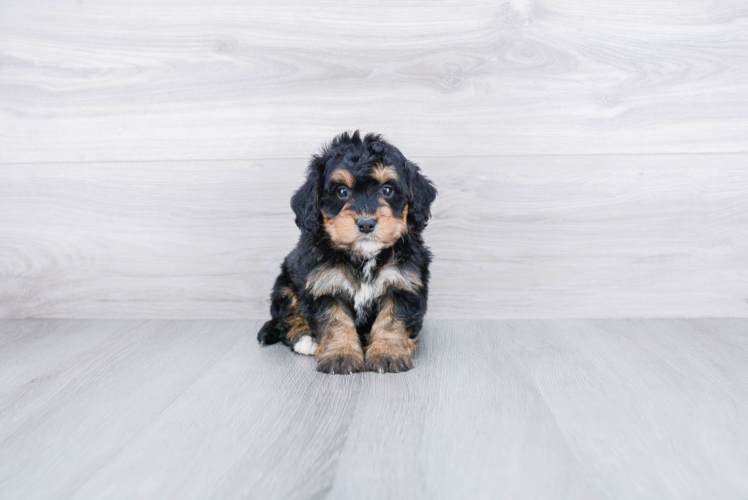 Little Mini Berniedoodle Poodle Mix Puppy