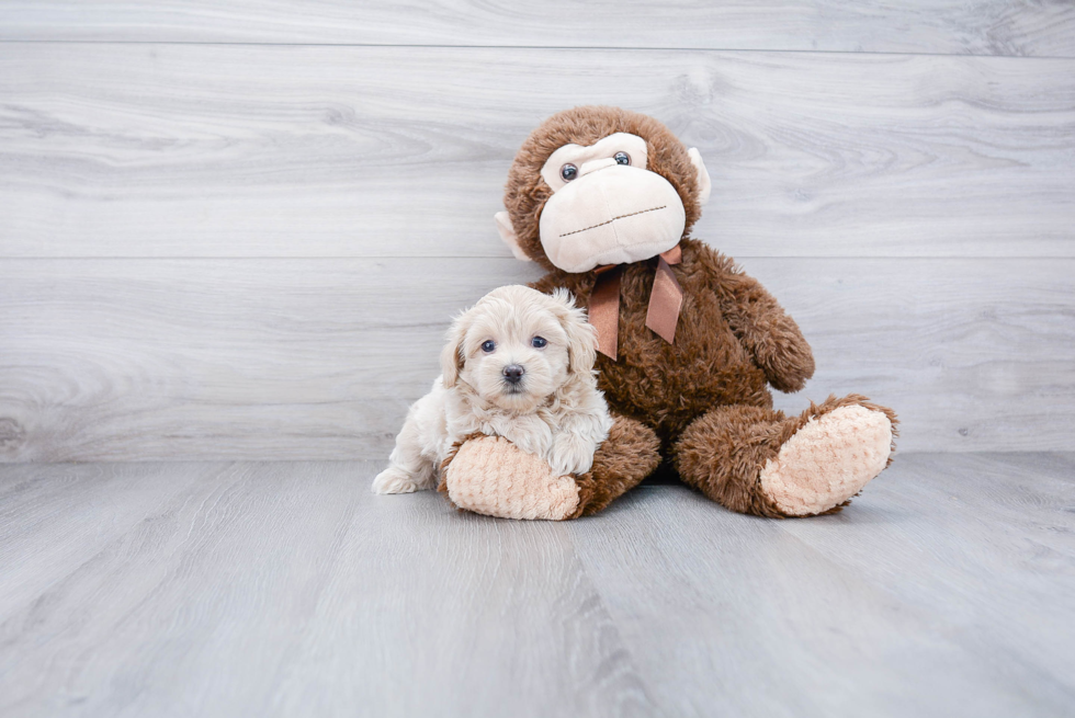 Maltipoo Pup Being Cute