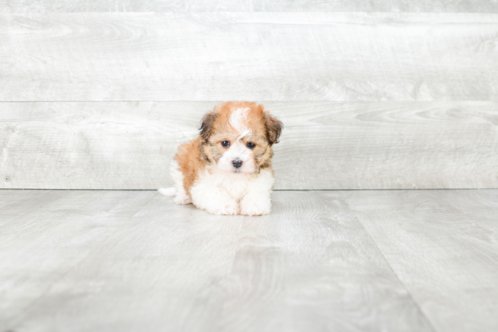 Havanese Puppy for Adoption