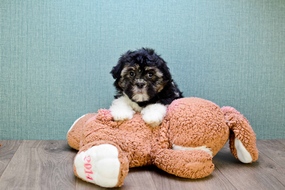 Happy Havanese Purebred Puppy