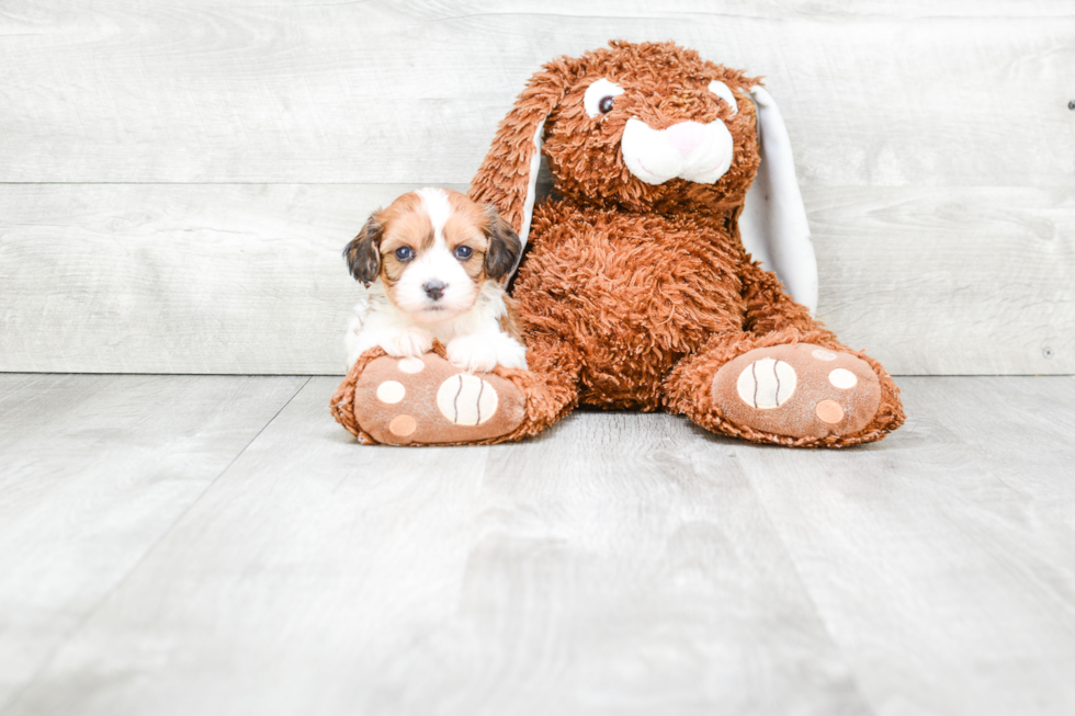 Cavachon Puppy for Adoption