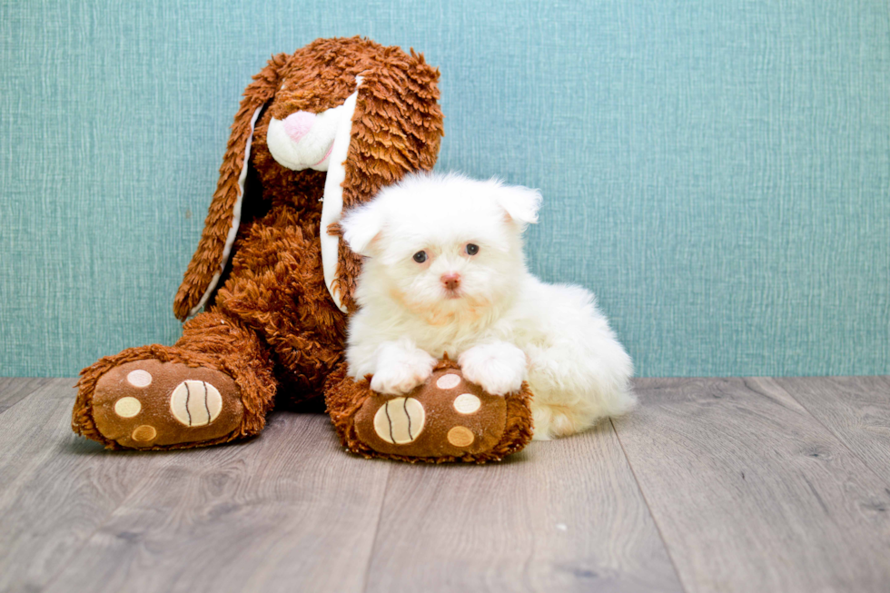 Cute Maltipom Baby