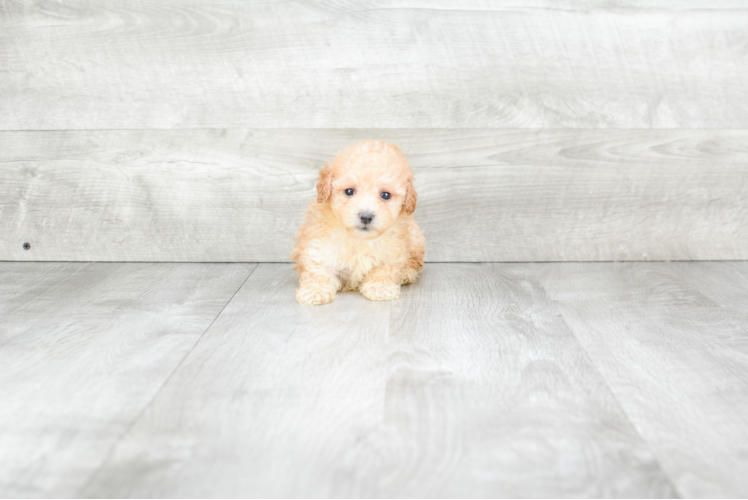 Maltipoo Puppy for Adoption