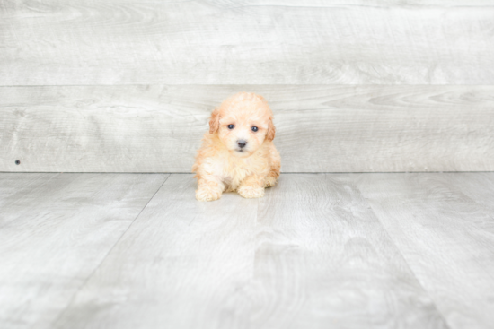 Maltipoo Puppy for Adoption