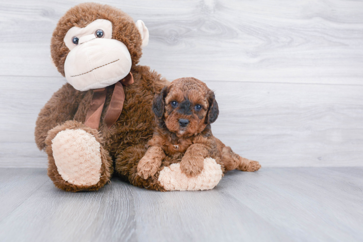 Little Cavoodle Poodle Mix Puppy