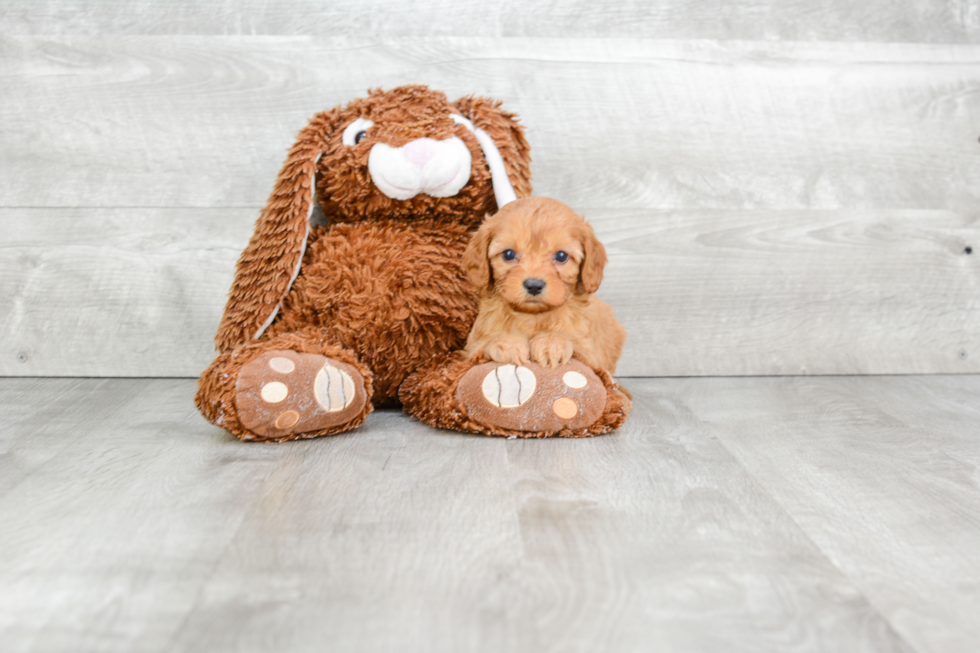 Cavapoo Puppy for Adoption